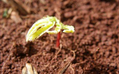 Desmatamento: É possível recuperar 12 milhões de hectares de vegetação nativa do país até 2030, indica relatório